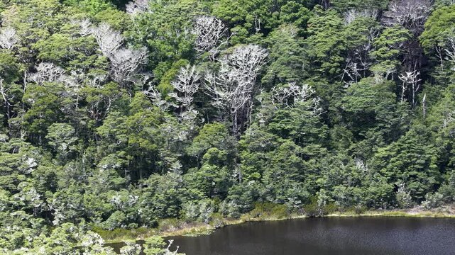 Drone view of dense native forest bordering tranquil lake in New Zealand South Island, nature and wilderness view.