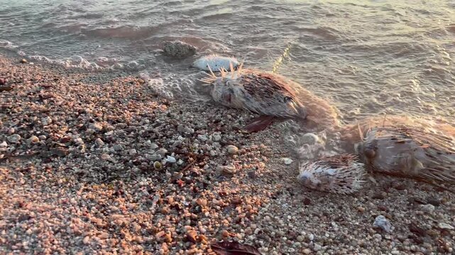 Close up shot of multiple dead pufferfish washed ashore on a pebble beach in La Paz, Mexico, highlighting environmental or ecological marine issues.