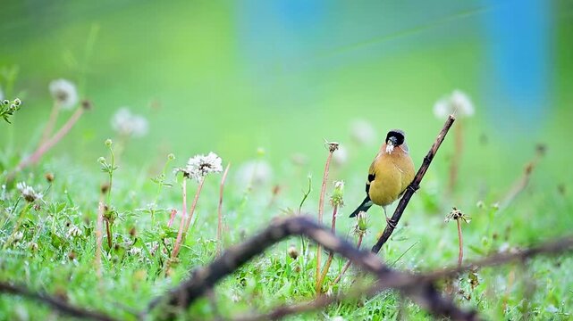 Vibrant alpine bird forages naturally within a lush highland habitat.