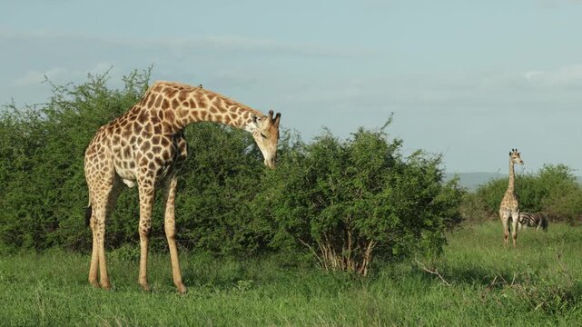 Wide shot of a giraffe bull feeding on a small shrub while another giraffe and zebras are standing in the background, Kruger Park.