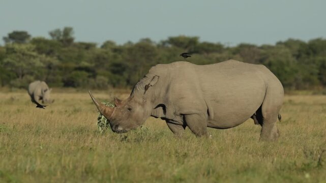 Slow motion of a flock of fork-tailed drongo birds flying around a wide-lipped, white rhino while the animal is standing in the green grassland with another rhino grazing in the background, Botswana.