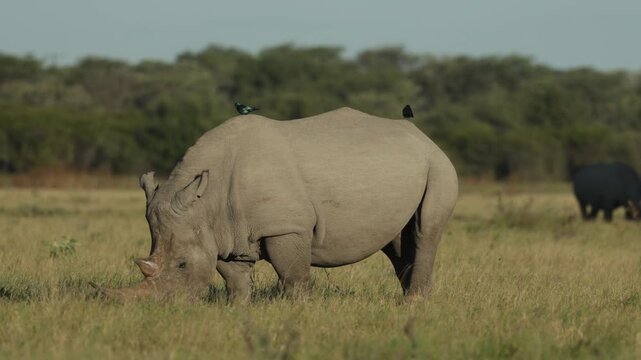 A white, wide-lipped rhino is feeding on the green grassland with birds sitting on its back while another rhino grazes in the background in Botswana's wilderness.
