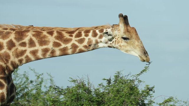 Medium closeup of a giraffe bull's neck and head while feeding on some leaves on a small shrub, Kruger Park.