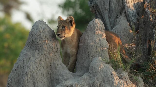 A lion cub stands alert on top of a termite mound, observing its sibling before the playful cub charges up the mound. The two then tumble and wrestle their way down in beautiful golden morning light.