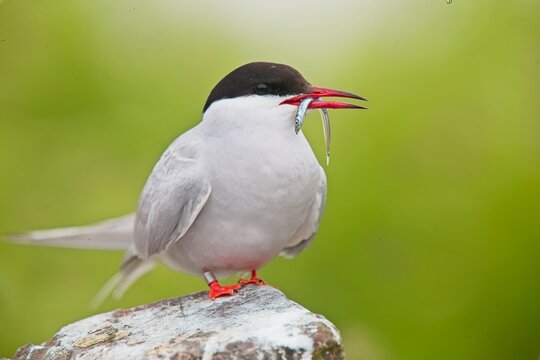 Common Tern (Stern hirundo) with Sandeel, a close portrait, Farne Islands, Northumbria, UK.