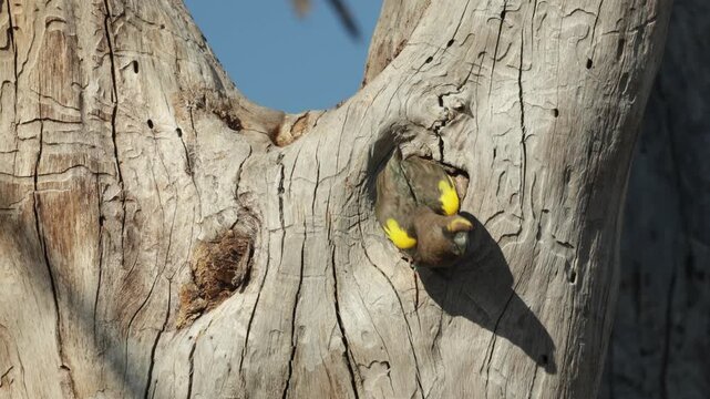 A Meyer's parrot coming out of the nest cavity, looking around and disappearing again into the hole in the dead tree with his bright green tail feathers sticking out, Botswana wilderness.