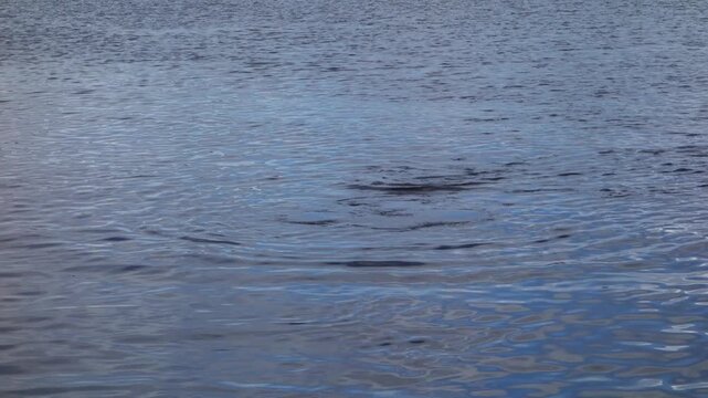 three Pink river dolphins emerging from surface of river. Inia geoffrensis species, boto, Amazon river dolphin