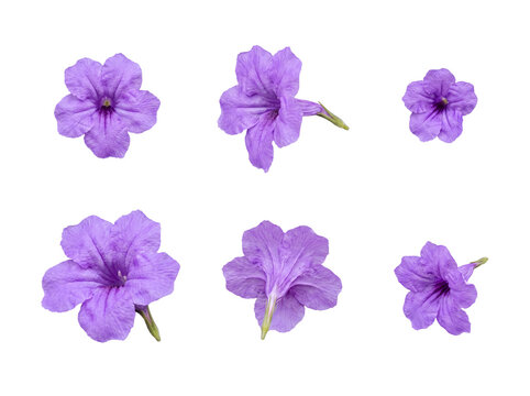 Diverse collection of six purple Mexican petunia blooms, captured from various angles with detailed textures.