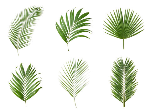 Diverse collection of individual green tropical palm leaves and fronds for varied botanical design elements and nature.