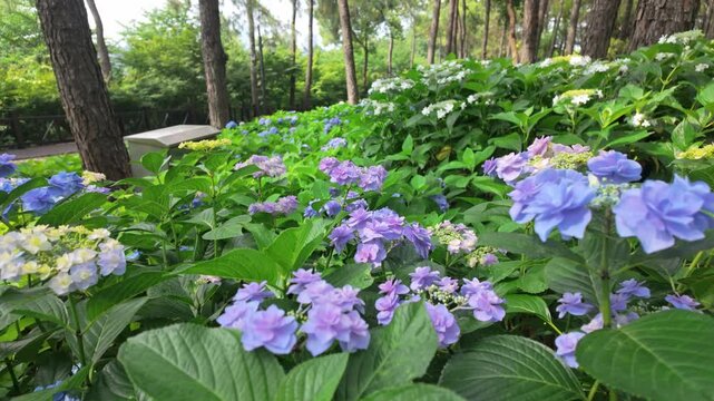 Hangzhou Linpingshan Park Hydrangea Flower