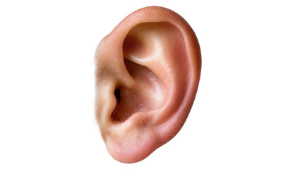 Fototapeta premium Human ear with fine hairs and skin texture