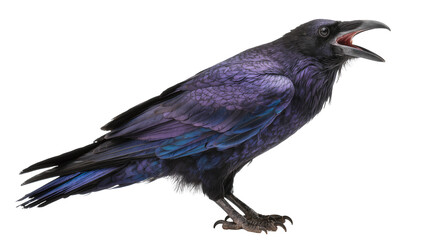 Obraz premium Iridescent purple raven with open beak