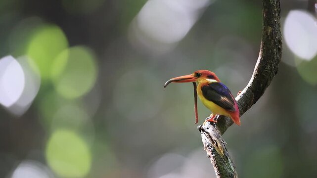 Black-backed Kingfisher (Ceyx erithaca) is a small and adorable bird, seen feeding its chicks. It was found in the rainforest of Kaeng Krachan National Park, Phetchaburi Province, Thailand.