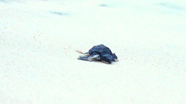 Tiny baby sea turtle hatchling crawling slowly across the sandy beach towards the ocean water on a bright sunny day