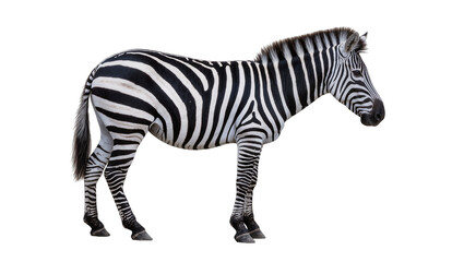 Obraz premium Zebra standing profile view black and white stripes