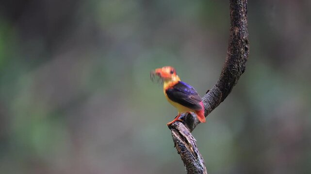 Black-backed Kingfisher (Ceyx erithaca) is a small and adorable bird, seen feeding its chicks. It was found in the rainforest of Kaeng Krachan National Park, Phetchaburi Province, Thailand.
