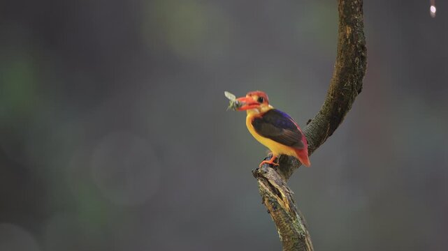 Black-backed Kingfisher (Ceyx erithaca) is a small and adorable bird, seen feeding its chicks. It was found in the rainforest of Kaeng Krachan National Park, Phetchaburi Province, Thailand.