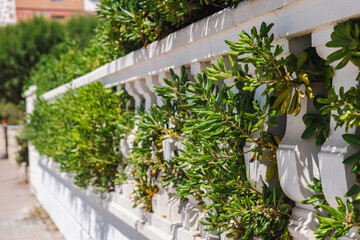 Obraz premium Mediterranean residential fence covered with lush evergreen shrubs in a Spanish coastal neighborhood