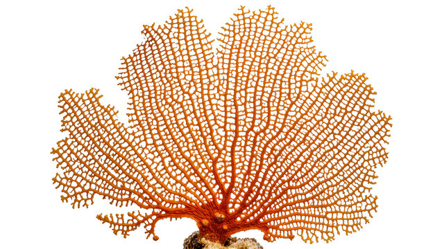 Orange sea fan coral with intricate branching structure