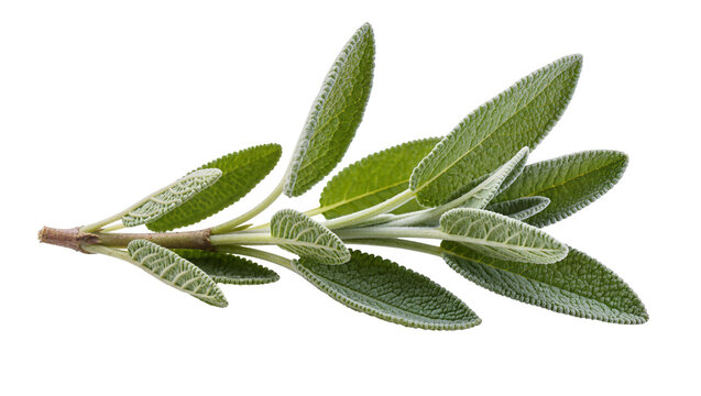 Sage herb branch with textured green leaves