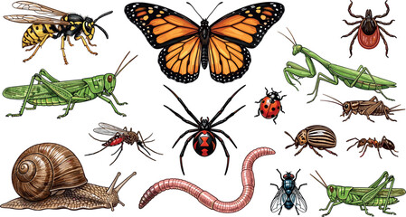 Detailed Insect and Bug Vector Illustration Set Featuring Monarch Butterfly Wasp Grasshopper Praying Mantis Spider Snail and Tick on White Background © MARKNIS