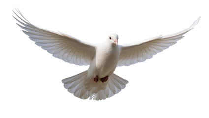 Obraz premium White dove bird flying with wings spread wide