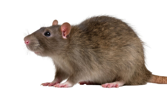Brown rat with pink nose and ears, side view