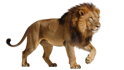 Majestic male lion with full mane walking confidently © darietta