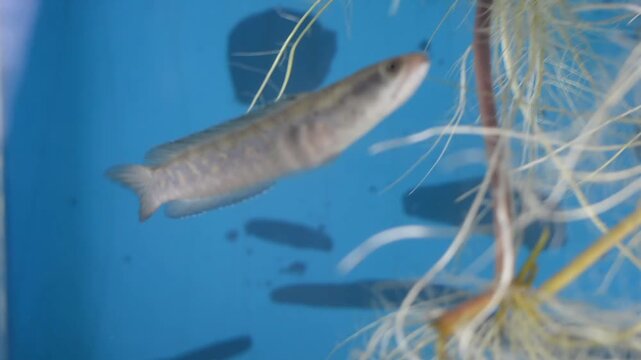 Small Snakehead Fish Swimming Just Below Aquarium Water Surface
