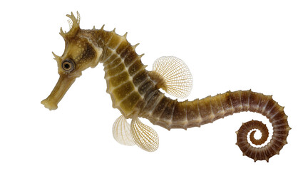 Naklejka premium Brown seahorse with spiky dorsal fin and curled tail