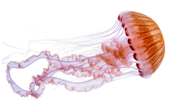Orange and pink jellyfish with long tentacles floating