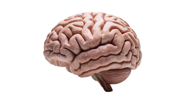 Human brain with cerebellum and brainstem