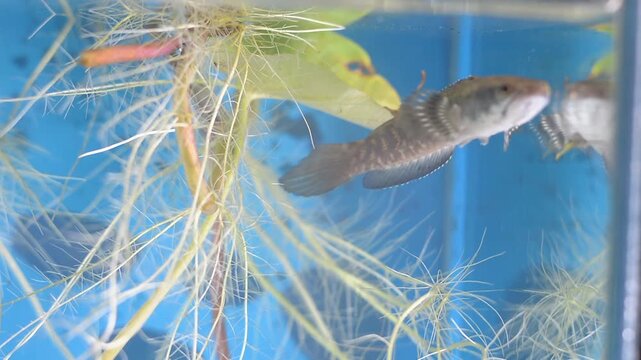Close Up of Small Snakehead Fish Hovering Over Aquarium Rocks
