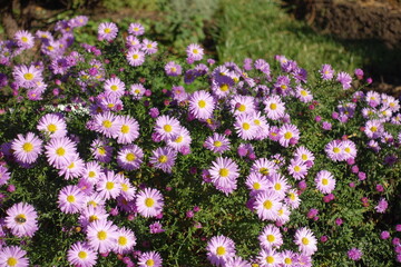 Obraz premium Light pink flowers of Michaelmas daisies in October