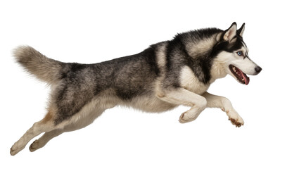Siberian Husky dog running with blue eyes and open mouth © darietta