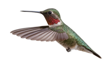 Fototapeta premium Male Ruby-throated Hummingbird in flight with wings spread