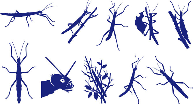 Stick insect silhouette group illustrating camouflaged walking sticks on dry branches Collection