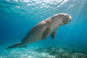 Fototapeta premium Large dugong swimming through clear blue tropical ocean waters under bright sunlight