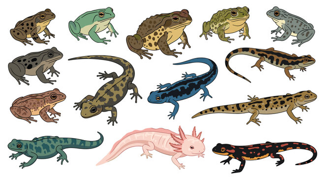 Comprehensive collection of different frog and salamander species, showcasing diverse colors and patterns in amphibian life.