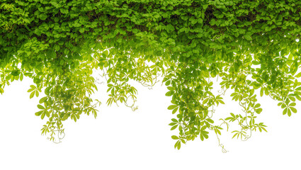 Green ivy vine leaves hanging down © Solene