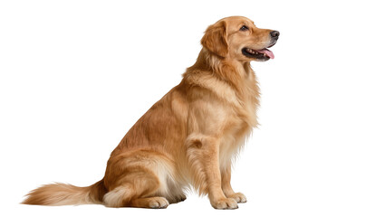 Obraz premium Golden Retriever dog sitting with tongue out