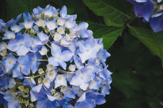 Beautiful blue hydrangea flower, rainy season image with copy space