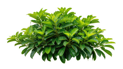 Obraz premium Lush green shrub with dense foliage and oval leaves