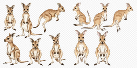 Collection of cute baby kangaroos in various poses, isolated on a transparent background, perfect for wildlife and animal-themed designs. © Ytaja