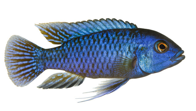 Vibrant blue cichlid fish with patterned fins