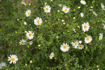 Fototapeta premium White flowers and buds of Michaelmas daisies in September