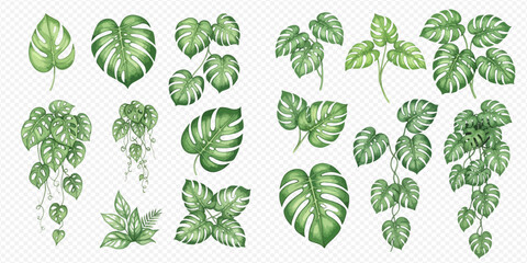 Watercolor collection of tropical green leaves and climbing plants, perfect for botanical designs and natural illustrations. © Ytaja