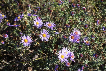 Fading violet flowers of Michaelmas daisies in mid November © Anna