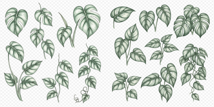 Set of hand-drawn Philodendron Micans and Scindapsus Pictus plants, with detailed leaves and vines, perfect for botanical illustrations and tropical designs.