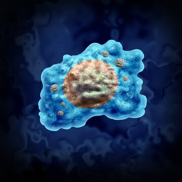 Macrophage or macrophages as a large white blood cell that engulfs and digests pathogens or cellular debris, foreign substances, and microbes as cancer immunotherapy or biomedical innovation